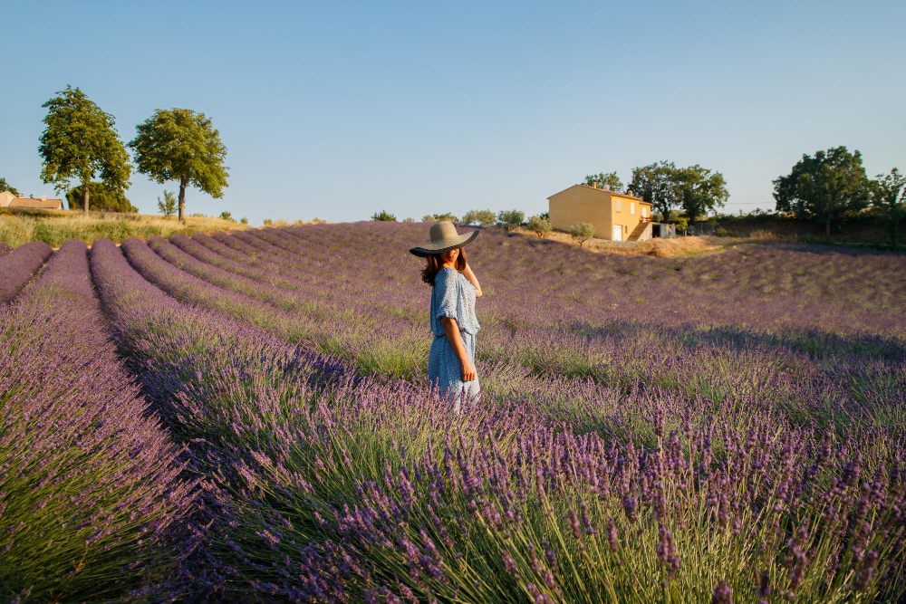Exploring Provence: Lavender Fields, Charming Villages, and Exquisite Cuisine